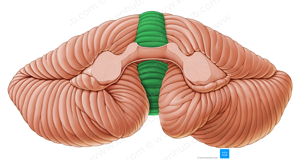 Vermis of cerebellum (#10738)