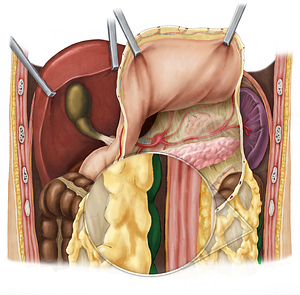 Descending colon (#2724)