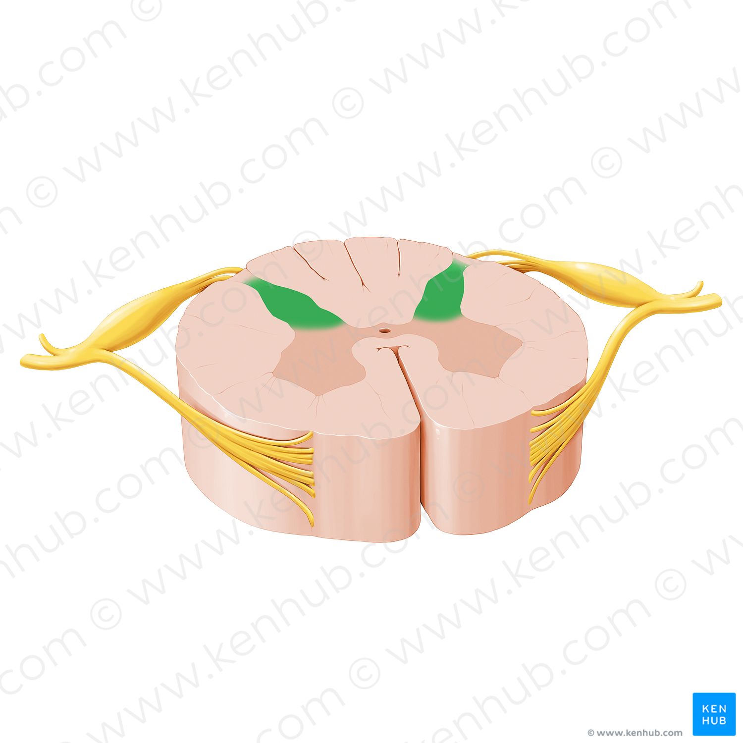 Posterior horn of spinal cord (#17329)