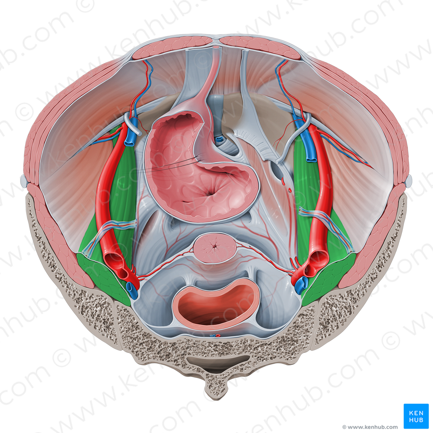 Psoas major muscle (#5788)