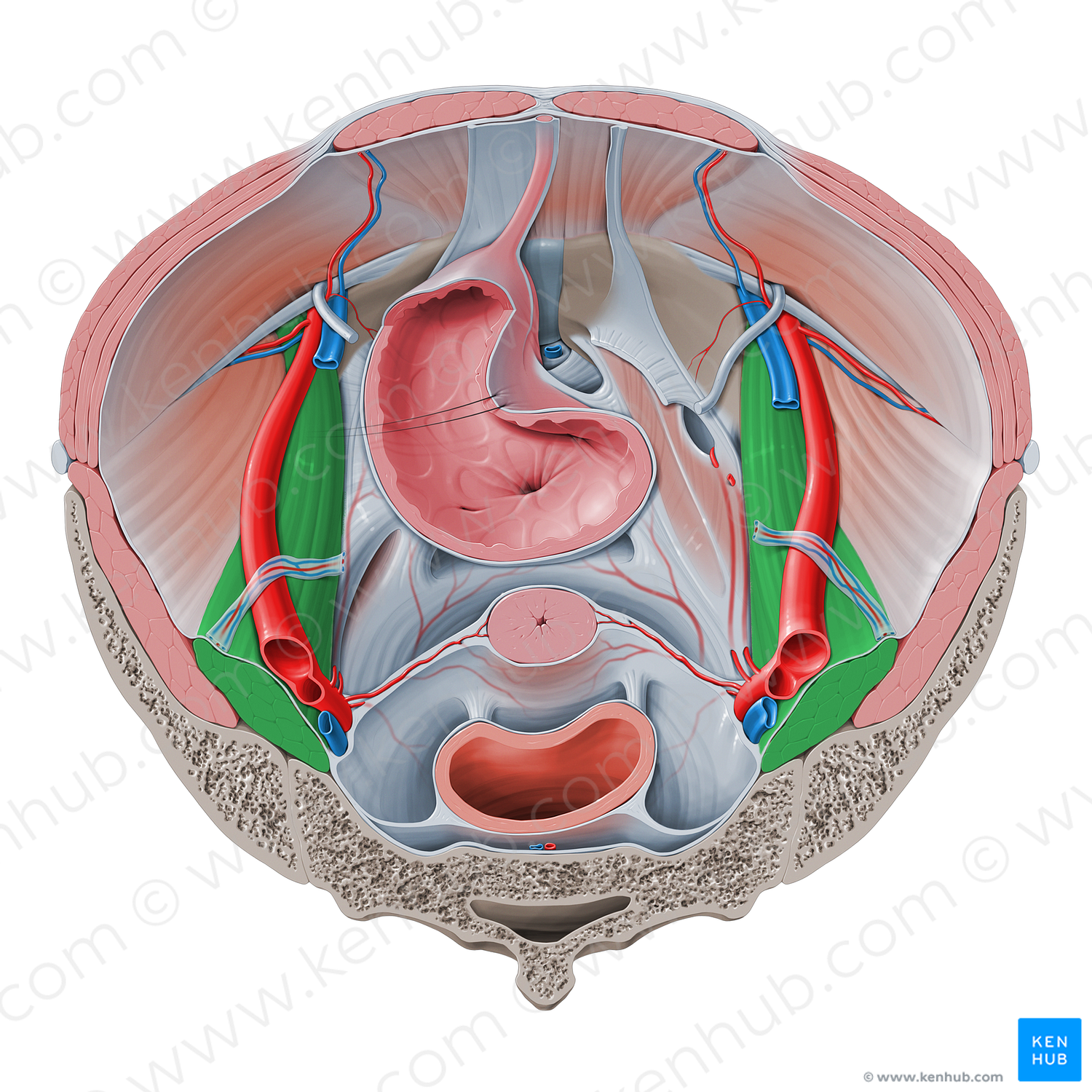 Psoas major muscle (#5788)