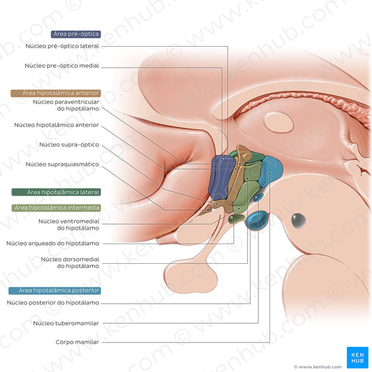 Hypothalamus: nuclei (Portuguese)