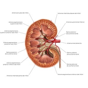 Renal arteries (Spanish)