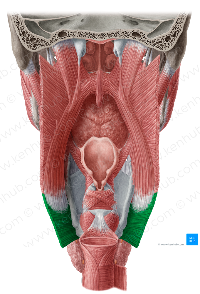 Cricopharyngeal part of inferior pharyngeal constrictor muscle (#7690)
