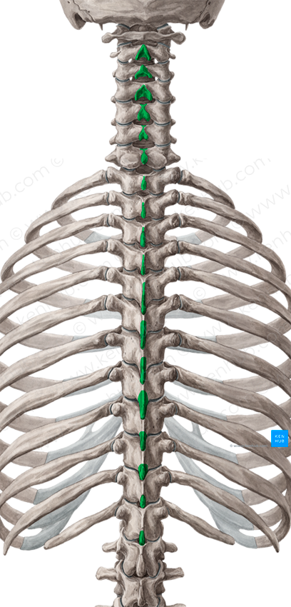Spinous processes of vertebrae C2-T12 (#8249)
