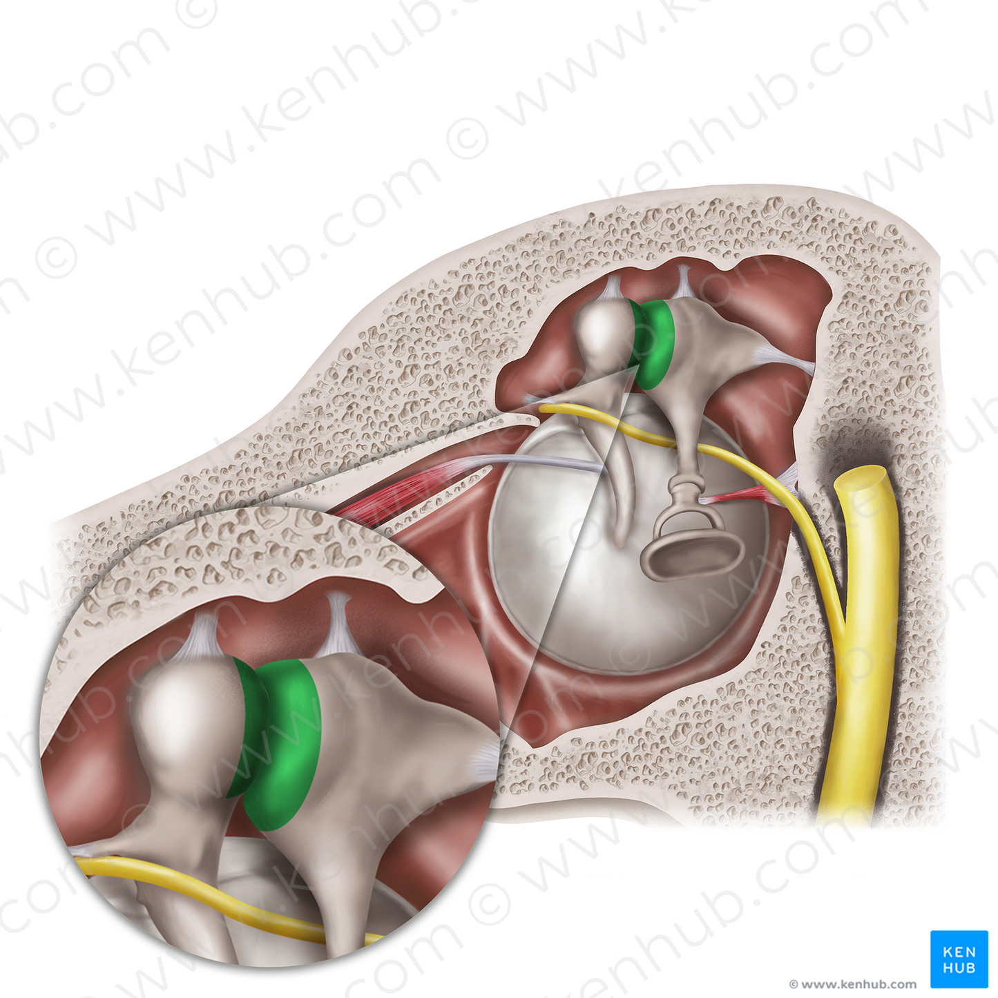 Incudomallear joint (#20574)