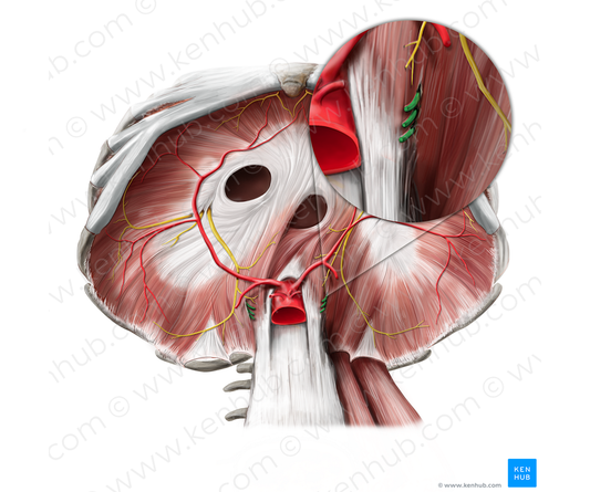 Thoracic splanchnic nerves (#6272)