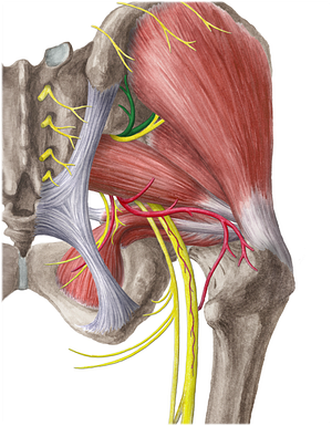 Superior gluteal artery (#1318)