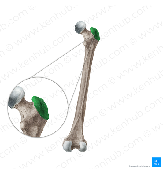 Greater trochanter of femur (#19951)