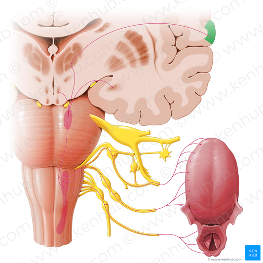 Taste sensory cortex (#524)