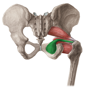 Obturator internus muscle (#5668)