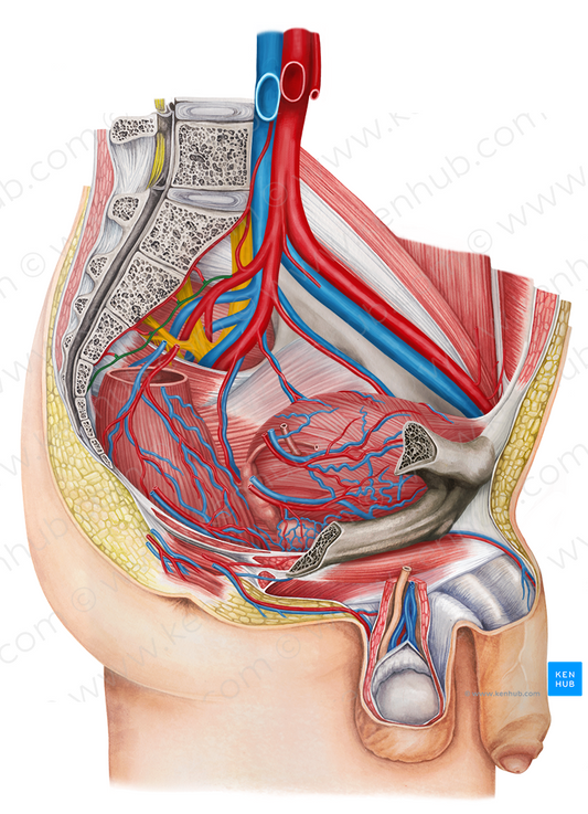 Lateral sacral artery (#1754)