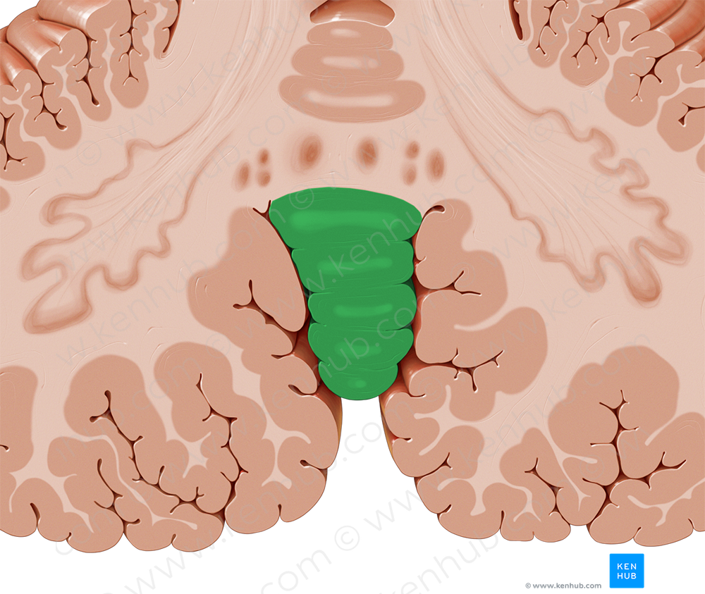 Vermis of cerebellum (#10740)