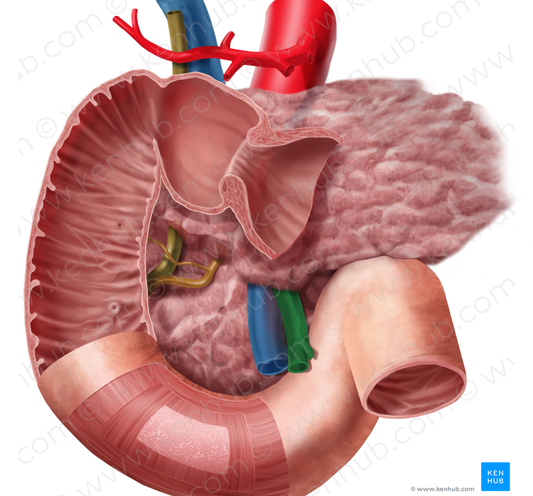 Superior mesenteric artery (#1544)