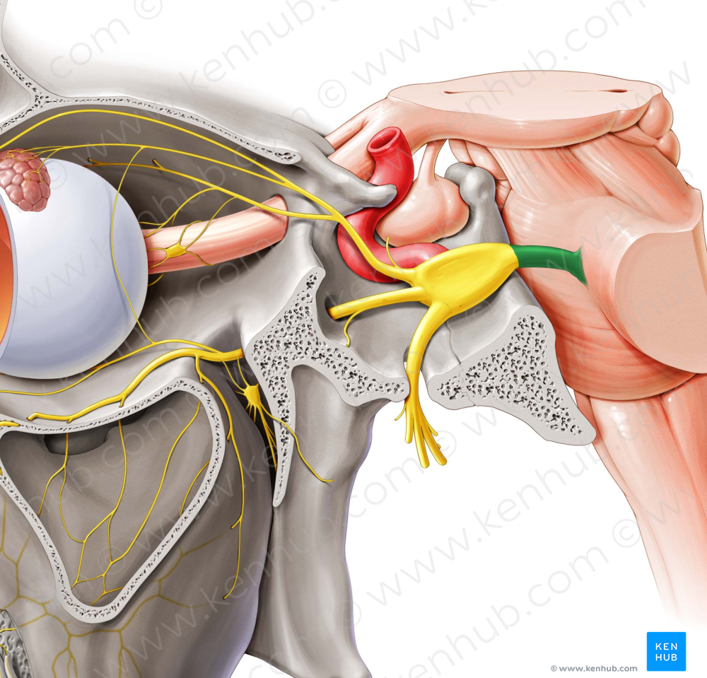 Trigeminal nerve (#6837)