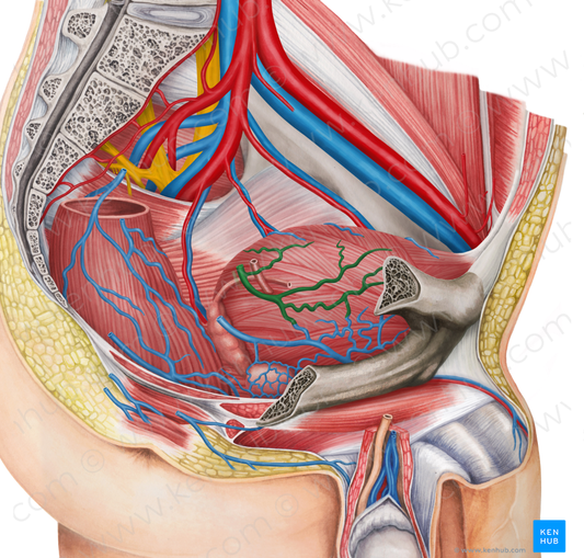 Right superior vesical veins (#10682)