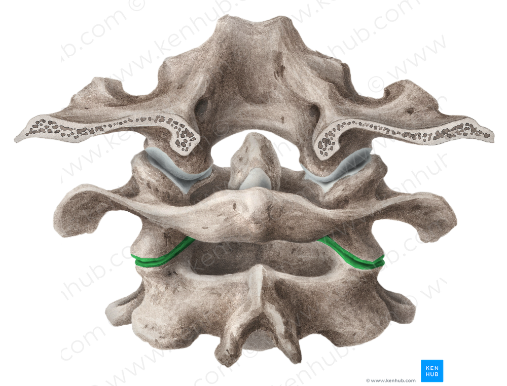 Lateral atlantoaxial joint (#2002)