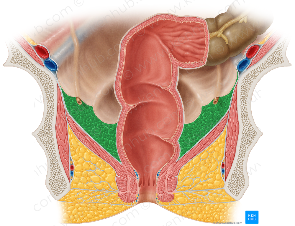 Paraproctium (#9082)