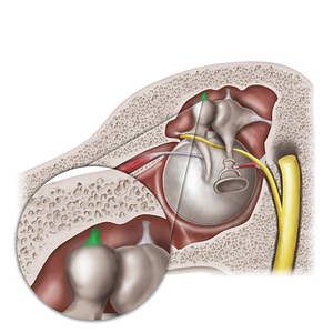 Superior ligament of malleus (#20583)