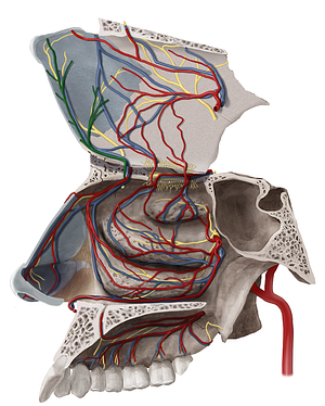 Anterior septal branches of anterior ethmoidal artery (#8555)