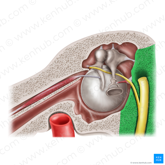 Mastoid wall of tympanic cavity (#20593)