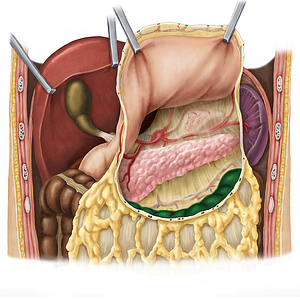 Transverse colon (#2758)