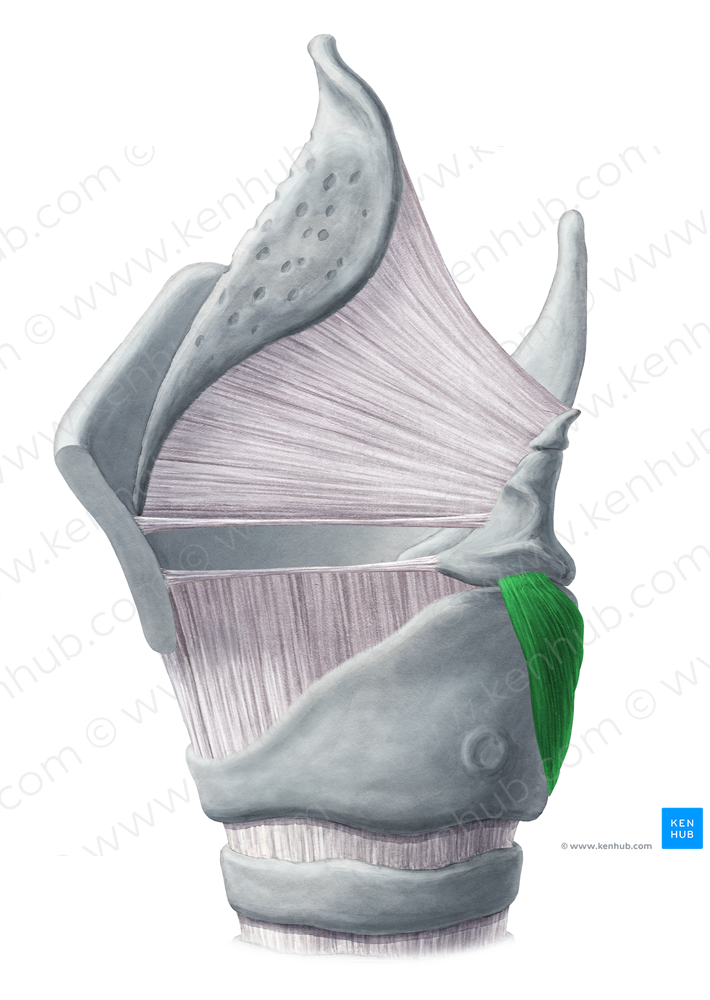 Posterior cricoarytenoid muscle (#5280)
