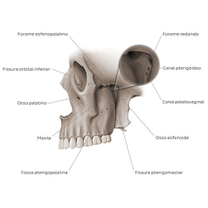 Structure of pterygopalatine fossa (Portuguese)