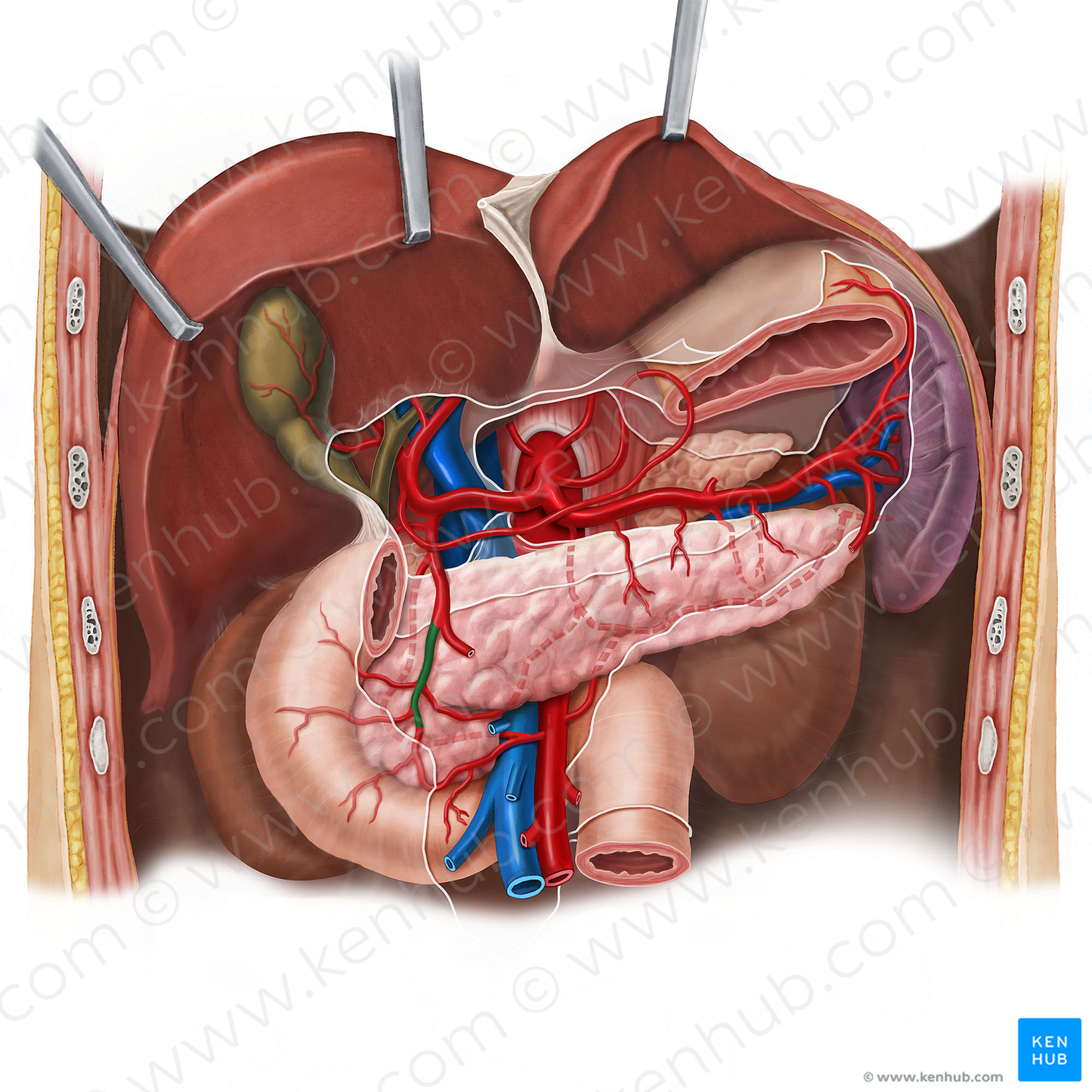 Anterior superior pancreaticoduodenal artery (#1591)