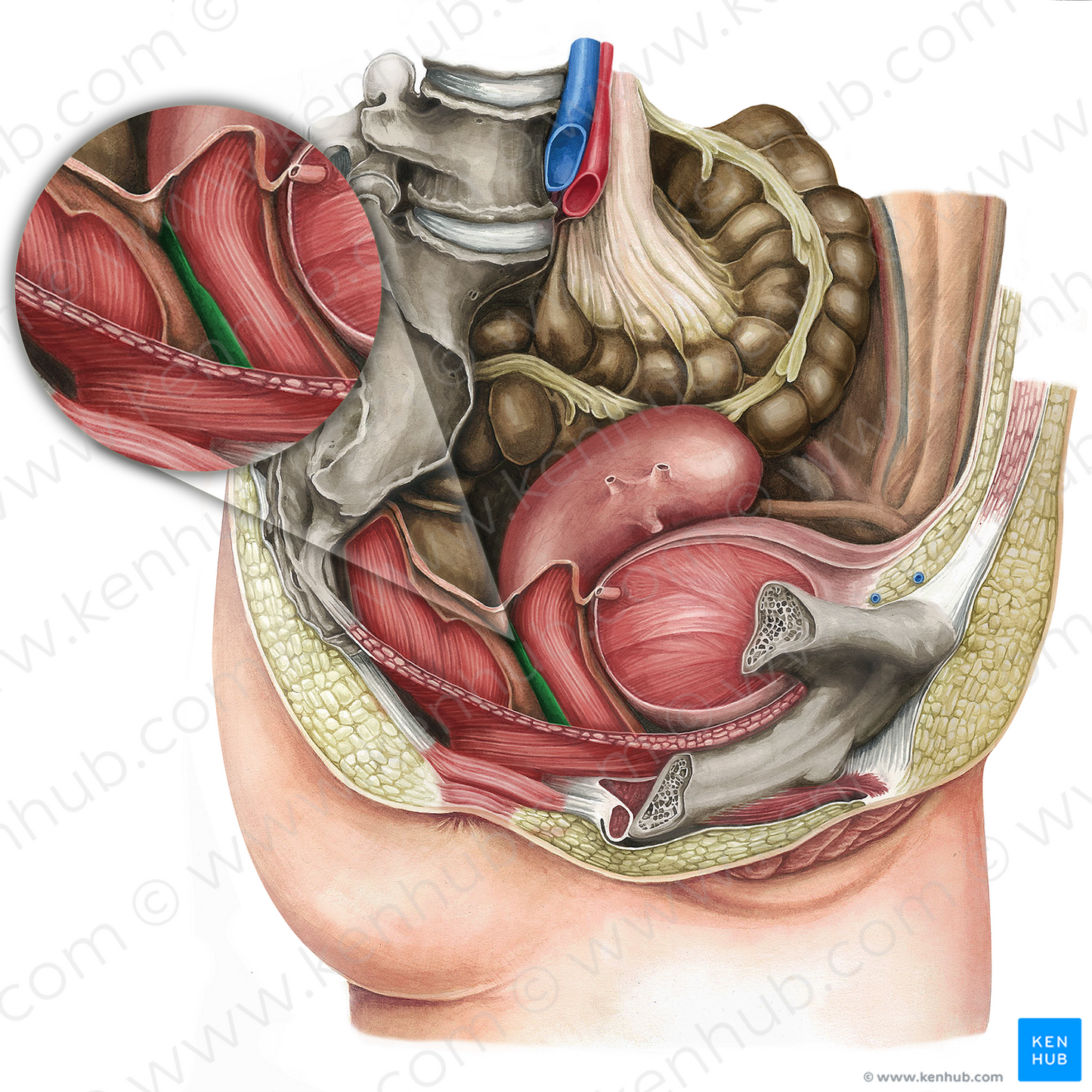 Rectovaginal fascia (#16173)