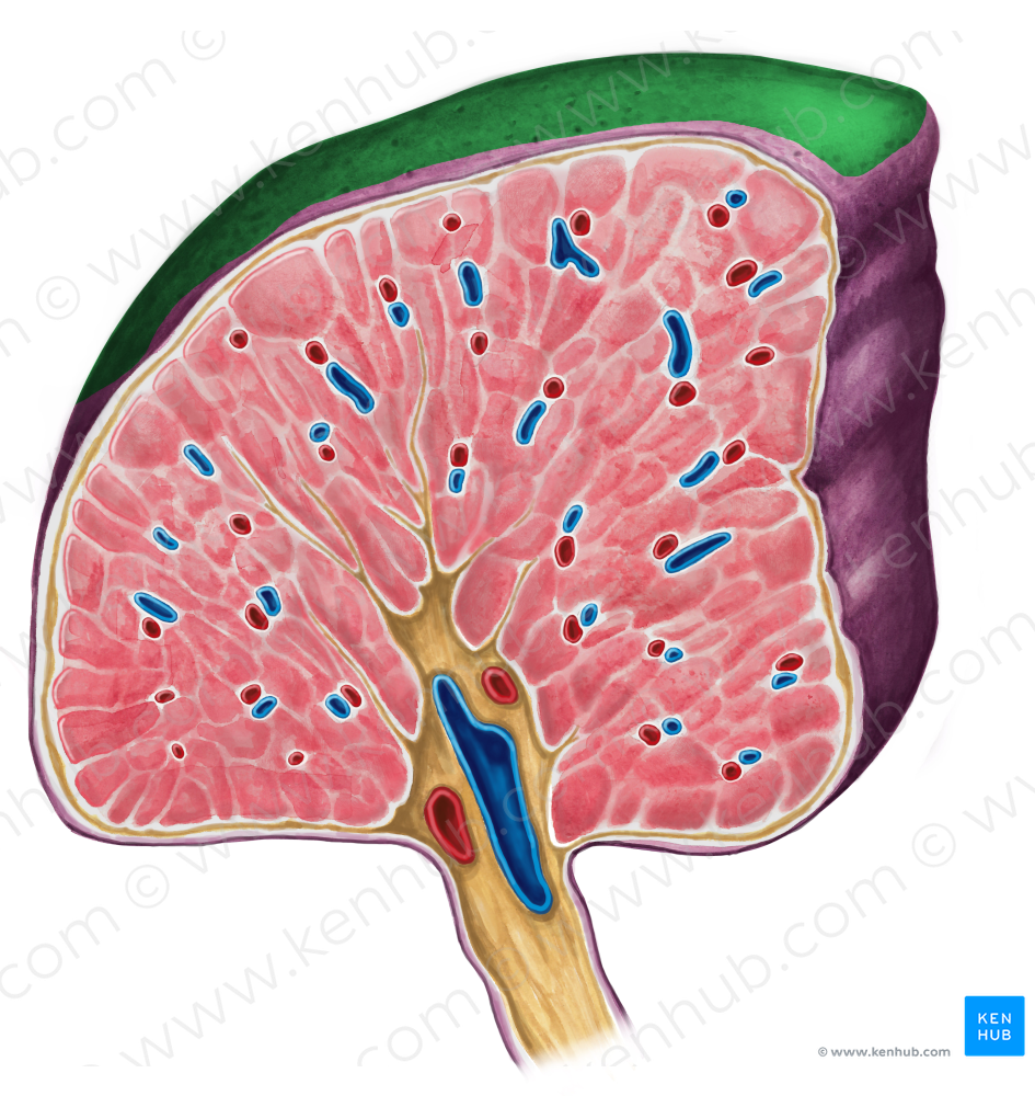 Diaphragmatic surface of spleen (#3495)