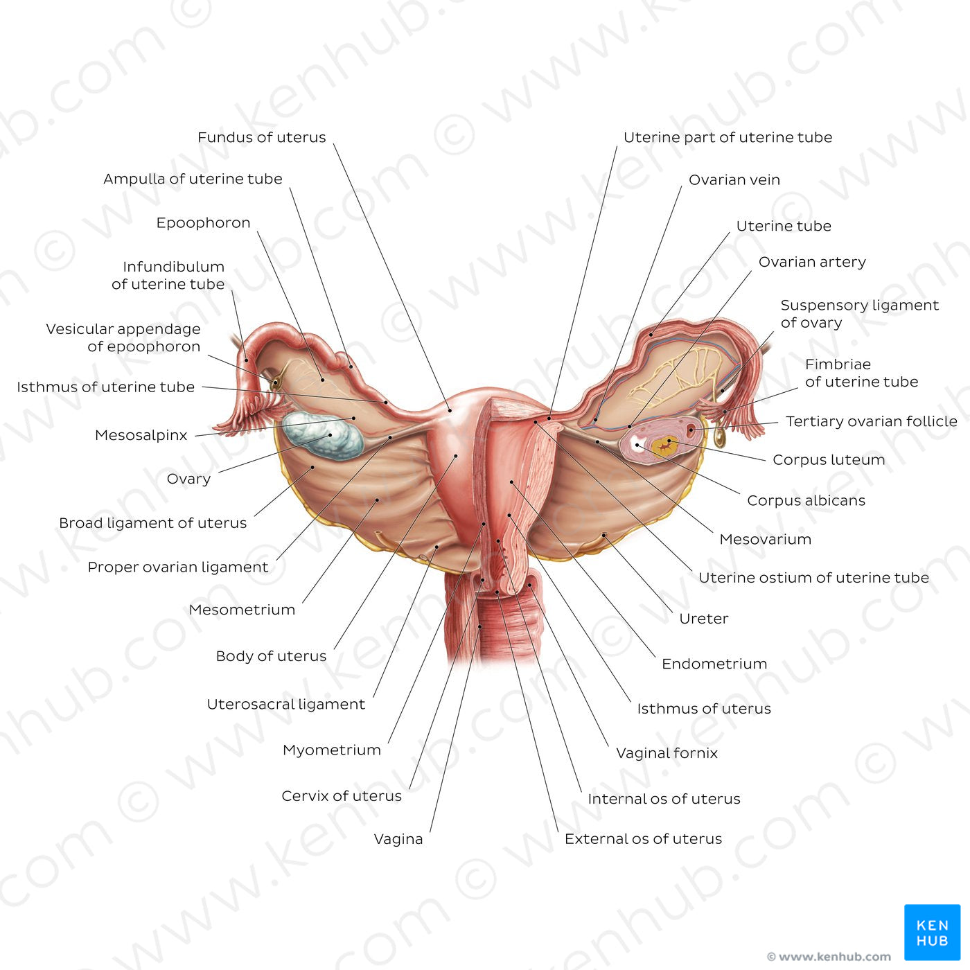 Uterus and ovaries (English)