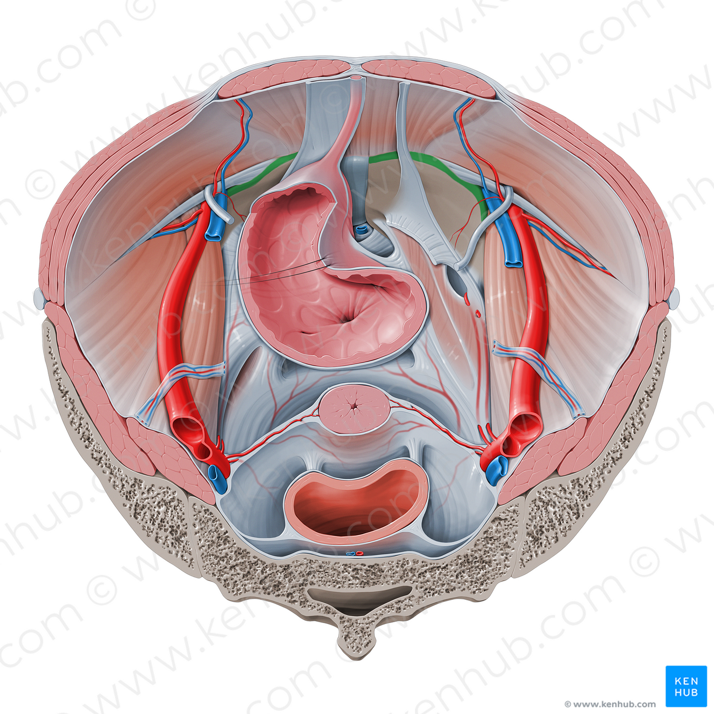 Linea terminalis of pelvis (#4730)