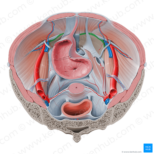 Linea terminalis of pelvis (#4730)