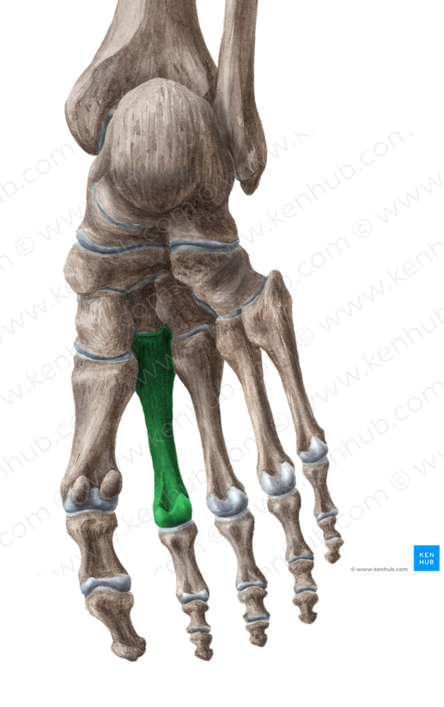 2nd metatarsal bone (#7425)