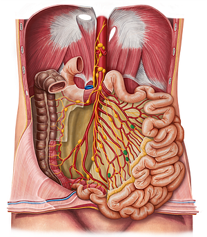 Juxtaintestinal lymph nodes (#7044)