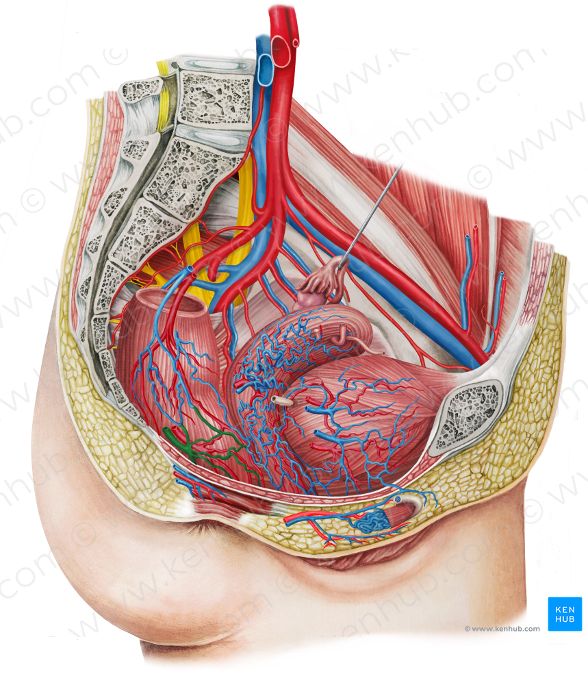 Right middle anorectal veins (#10536)
