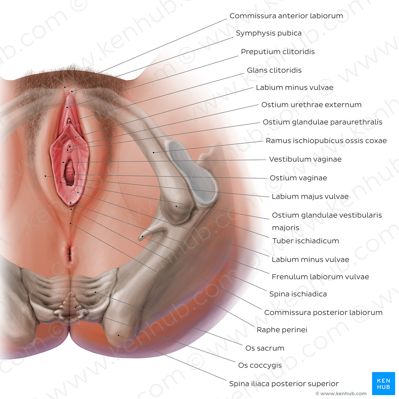 Female perineum (Latin)