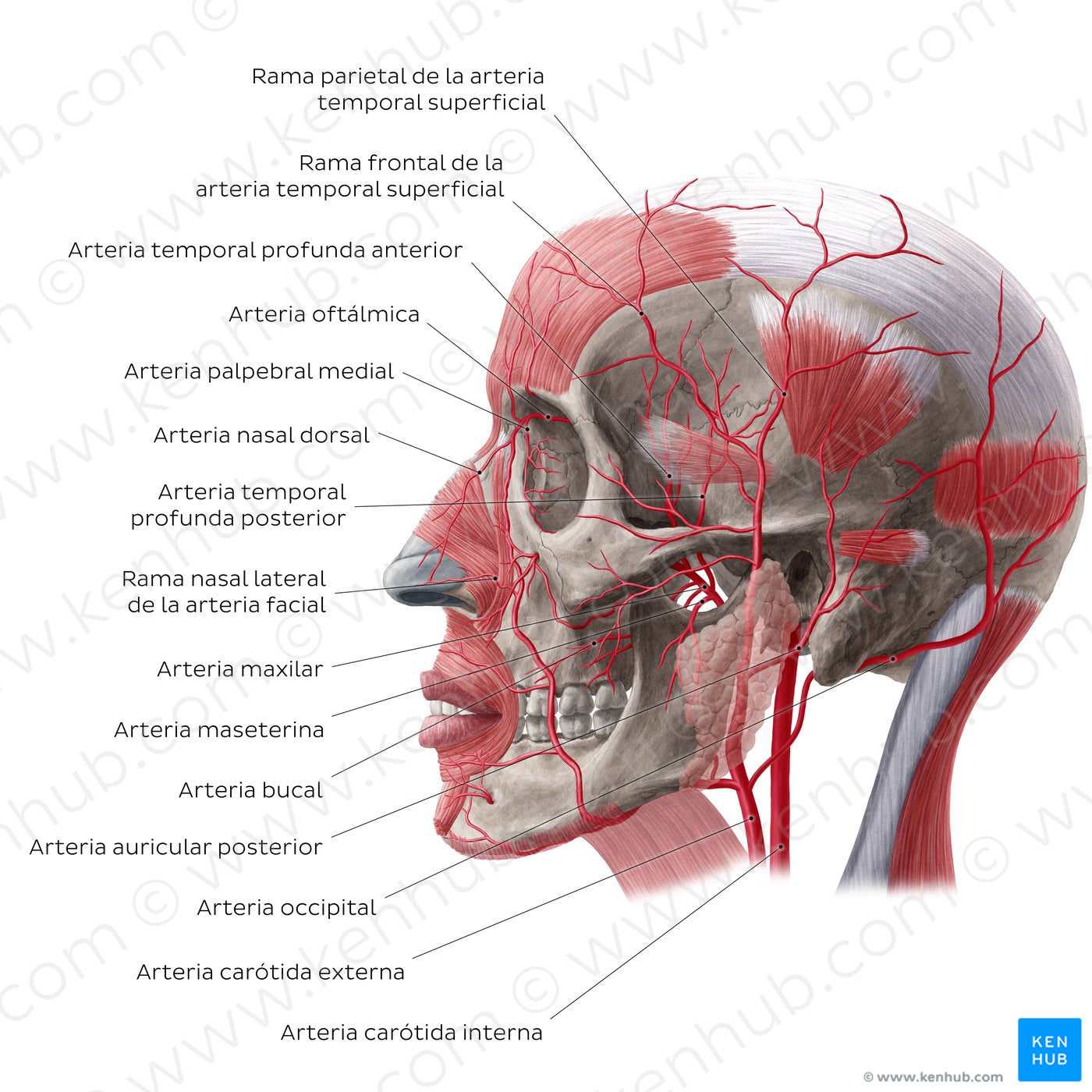 Arteries of face and scalp (Lateral view) (Spanish)