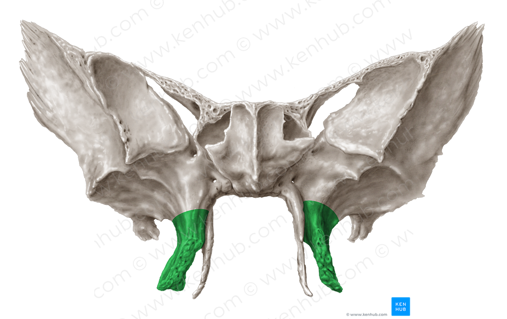 Lateral plate of pterygoid process of sphenoid bone (#4389)