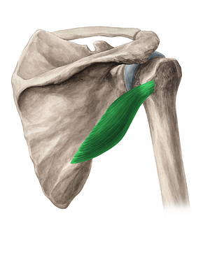Teres minor muscle (#6087)