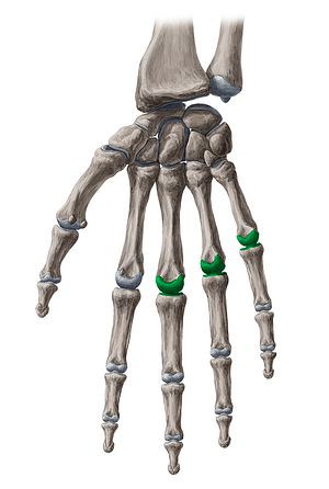 3rd-5th metacarpophalangeal joints (#2063)