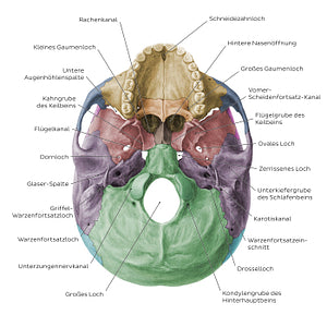 Inferior base of the skull - Foramina, fissures, and canals - Colored (German)