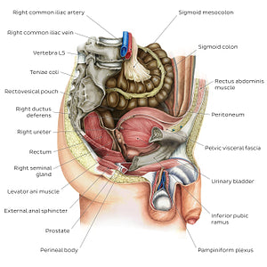 Male pelvic viscera and perineum (English)