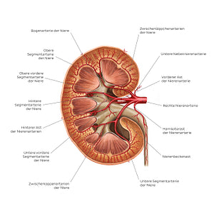 Renal arteries (German)
