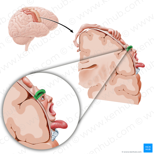 Motor cortex of brow (#11068)