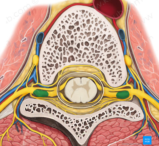 Spinal ganglion (#4008)