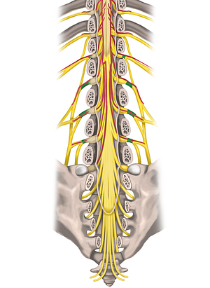 Spinal nerves L1-L4 (#6258)