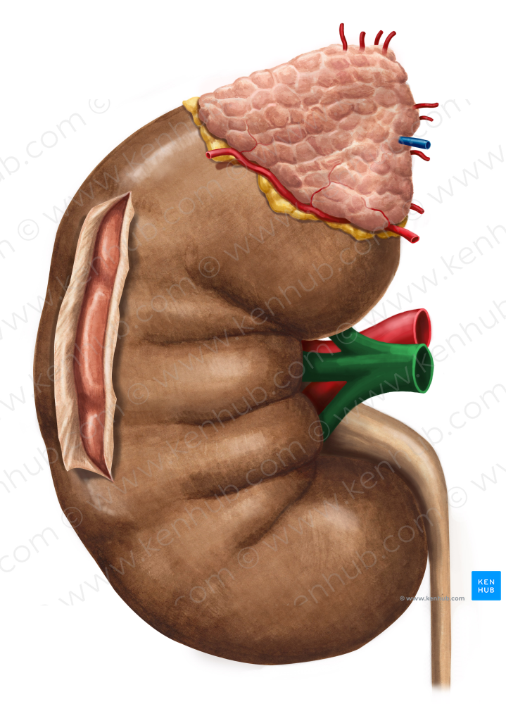 Right renal vein (#10551)