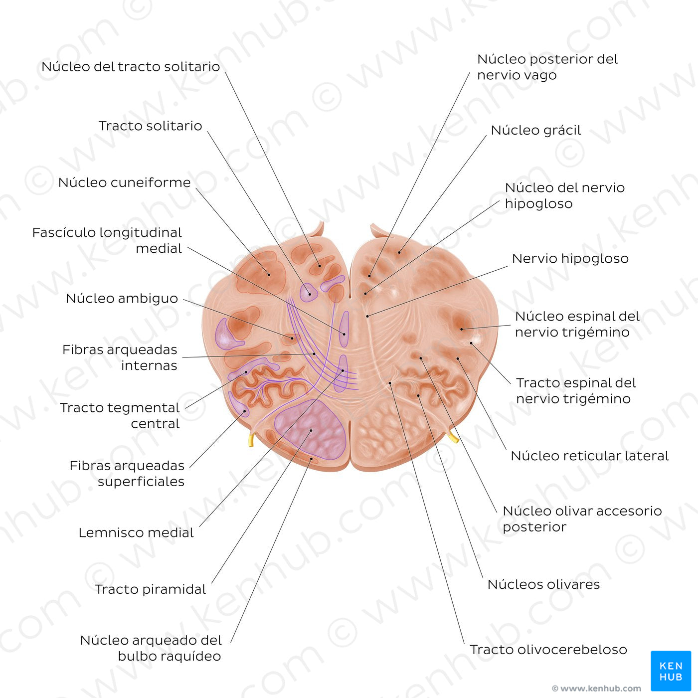 Medulla oblongata: Hypoglossal nerve level (Spanish)